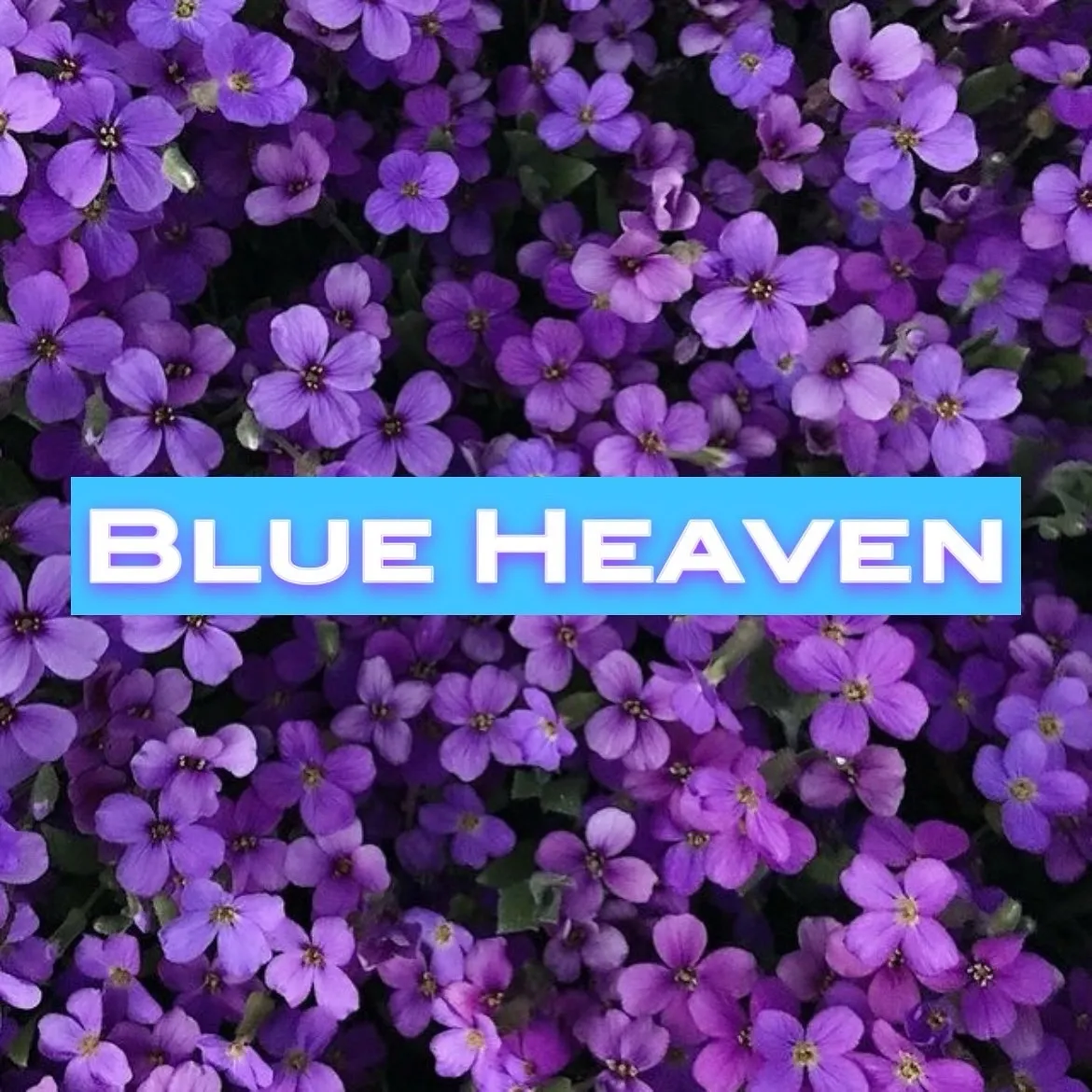 シーシャフレーバー『ブルーヘブン』の紹介です💙🌌